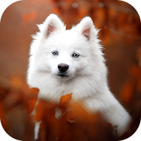 Dog Wallpaper 2023