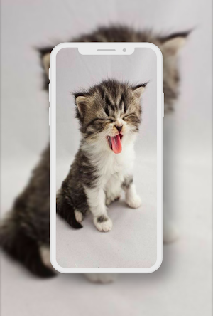 Cute Cat Wallpaper Screenshot 2