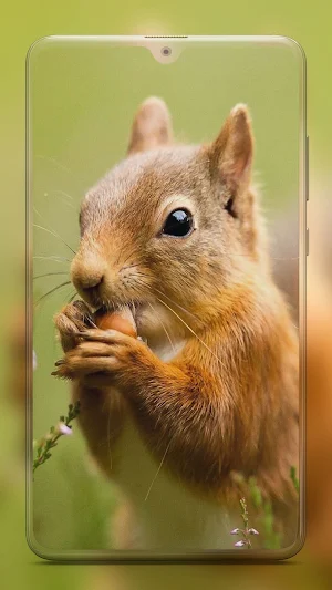 Animal Wallpapers HD Screenshot 1