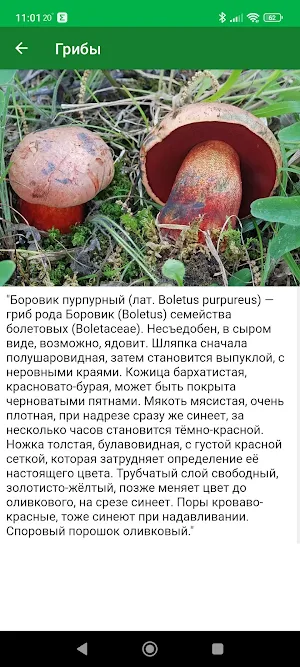 Mushrooms Screenshot 3