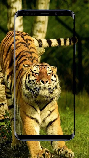 Tiger Wallpapers Screenshot 2