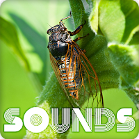 Cicada Insect Sound Ringtones