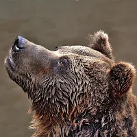 Guess the Animal Sounds