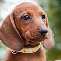 Dachshund Dog Wallpapers