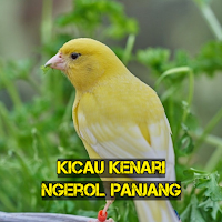 Kicau Kenari Ngerol Panjang