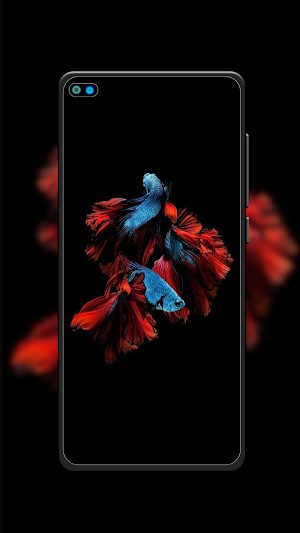 Beta Fish Wallpaper Screenshot 0