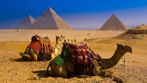 Camel Wallpapers Screenshot 1