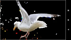 Gull Backgrounds Screenshot 3