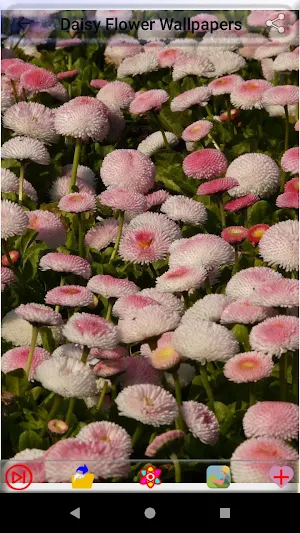 Daisy Flower Wallpapers Screenshot 3