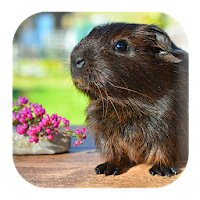 Guinea Pig Sounds
