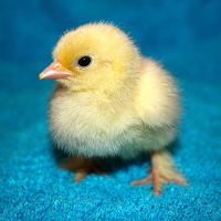 Chicks Sounds
