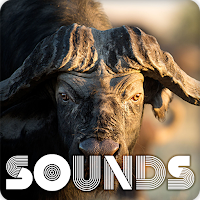 Buffalo Sound Ringtones