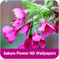 Sakura Flower HD Wallpapers