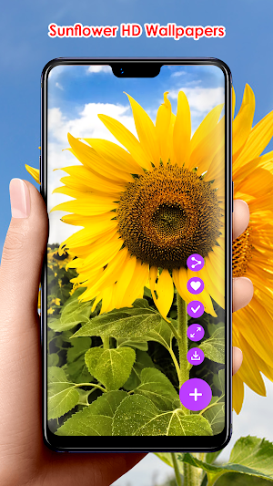 Sunflower HD Wallpapers Screenshot 0