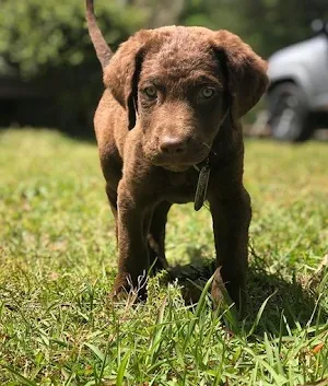 Chesapeake Retriever Wallpaper Screenshot 2