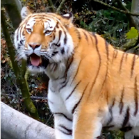 Tiger 3D Live Wallpaper