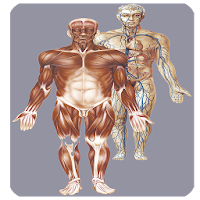 Atlas Anatomie Humaine
