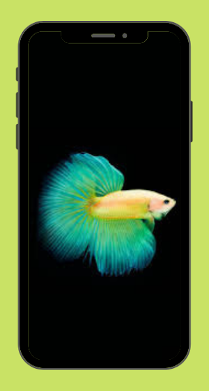 Betta Fish Wallpaper Free Screenshot 1