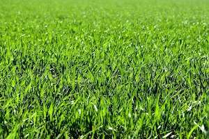 Grass wallpapers Screenshot 0