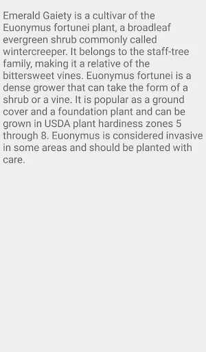 Euonymus Emerald Gaiety Screenshot 1