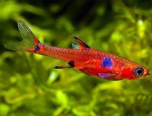 Freshwater Ornamental Fish Screenshot 1