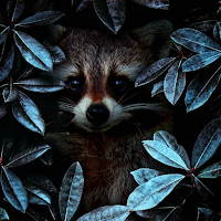Raccoon Wallpapers