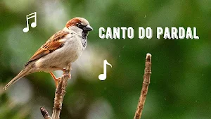 Som do Pardal Screenshot 2