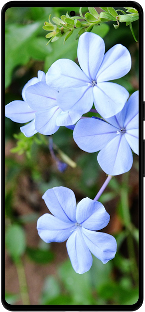 Plumbago Flower Wallpapers HD Screenshot 2