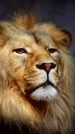 Lion Wallpapers Screenshot 3