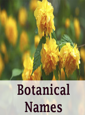 Botanical names - Offline Screenshot 0