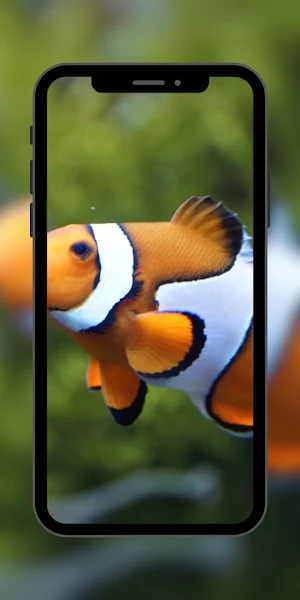 Fish Beautifull Wallpaper Screenshot 2