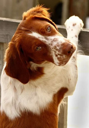 Brittany Dog Wallpapers Screenshot 2