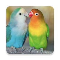 Lovebird Sound Collections ~ Sclip.app