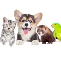 Shiv Pet Shop Of Pets Care