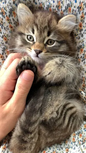 lovely cat wallpaper Screenshot 0