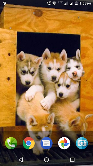 Cute Husky Puppy Wallpaper Screenshot 0