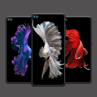 Beta Fish Wallpaper