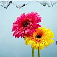 Beautiful Flowers Wallpaper HD