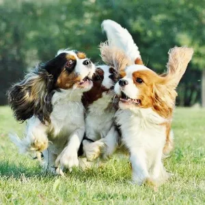 Cute puppies Screenshot 1