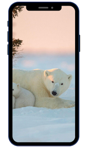 Polar bear Wallpapers HD Screenshot 1