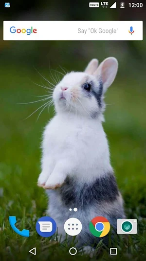 Rabbit Wallpaper HD Screenshot 2