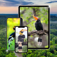Burung Rangkong Wallpaper