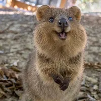 Quokka Wallpaper HD