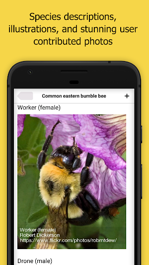 Bumble Bee Watch Screenshot 1