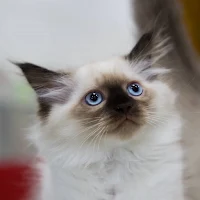 Ragdoll Cat Wallpaper