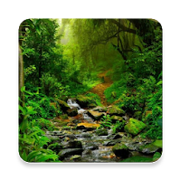 Rainforest Sound Collections ~ Sclip.app