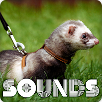Ferret Sound Ringtones