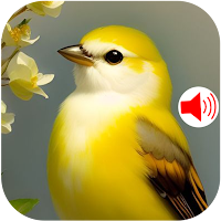 Bird Sounds Ringtones 2024