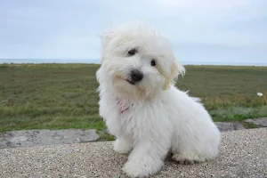 White dogs wallpapers Screenshot 1