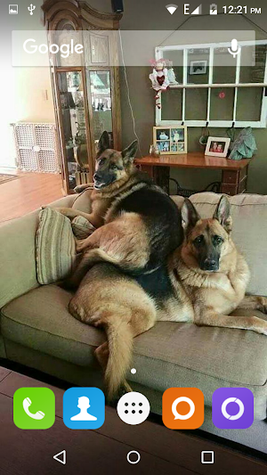 German Shepherd Dog Wallpaper Screenshot 3